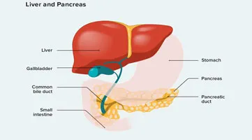 liver pancreas